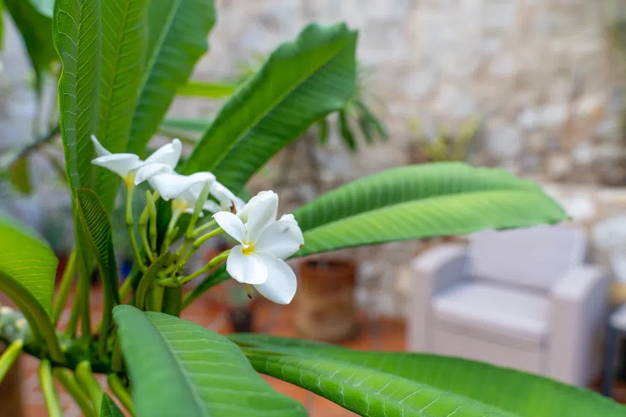 Frangipani blossoms add color and texture to the lush garden setting.