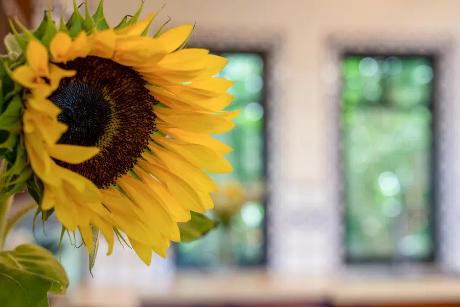 A bright sunflower brings color to the casita interior.